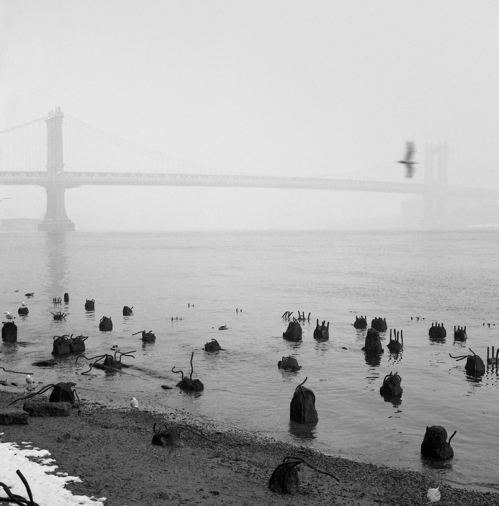 40_East_River_Seagulls-Edit-Edit-Edit